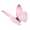 🦋