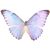 🦋