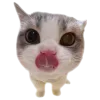 🐈