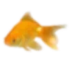 🐟