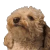 🐶