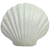 🐚