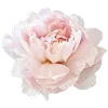 🌸