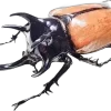 🪲