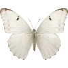 🦋