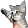 ✋