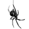 🕷