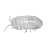 🐛