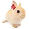 🐰