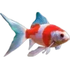 🐟
