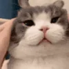 🐱