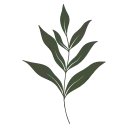 🌿