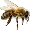 🐝
