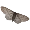 🦋