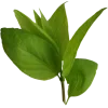 🍃