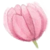🌷