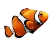 🐟