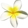 🌼
