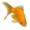 🐟