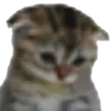 🐱