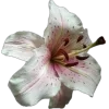 🌸