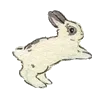 🐰