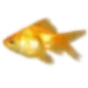🐟