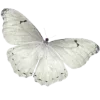 🦋