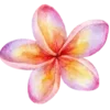 🌺