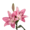 🌺