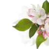 🌸