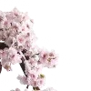 🪷