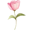 🌸