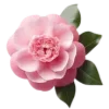 🌹