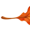 🍁