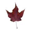 🍁