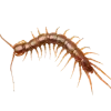 🐛