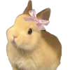 🐰
