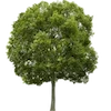 🌳
