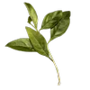 🌿