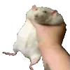 🐁