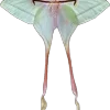 🦋