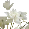 🪷