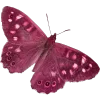🦋
