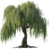 🌳