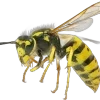 🐝