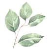 🌿