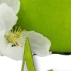🍏