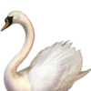 🦢