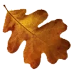 🍁